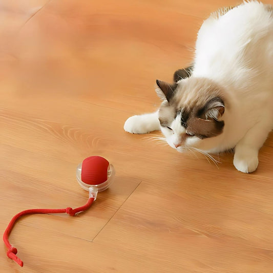 SpeedyBall™ – Zelfstandig Speelplezier voor Huisdieren